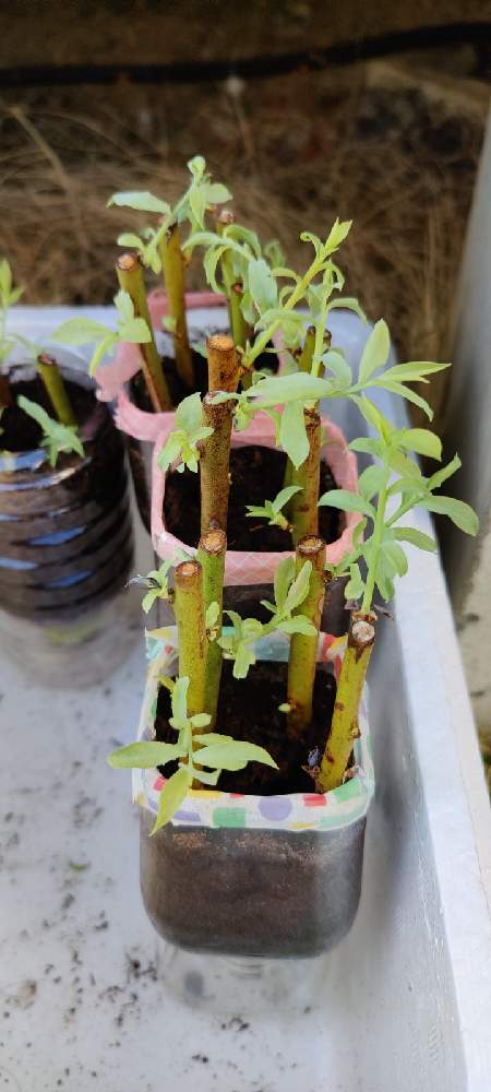 ブルーベリー栽培記録 Greensnap グリーンスナップ