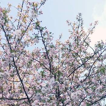 帰宅途中の画像 by シマちゃんさん | お出かけ先と八重桜と帰宅途中とつながりに感謝とGSのつながりに感謝