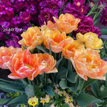 色変わりの画像 by シュガーバインさん | チューリップ フォクシーフォックストロットとチューリップとマラコイデスと冬越しと半日陰と満開と黄色い花と八重咲きとオレンジの花ときれーい✨と成長記録と花のある暮らしと『秋植え球根2022』フォトコンテストとかわいいな♡と色変わり