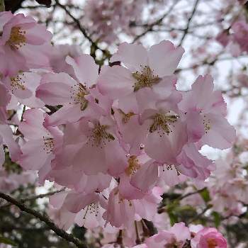 サクラ アーコレードの投稿画像一覧 Greensnap グリーンスナップ