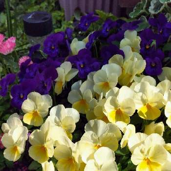 花いっぱい！の画像 by シャボン✿*:･ﾟさん | 小さな庭とビオラと花いっぱい！と可愛らしいお花♡と黄色い花と幸せの黄色いお花と乙女色クラブと可愛らしい
