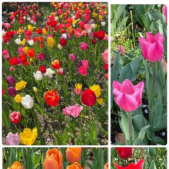 花いっぱい！の画像 by yumiさん | お出かけ先と花いっぱい！と花が好き❤とガーデンネックレス横浜2022