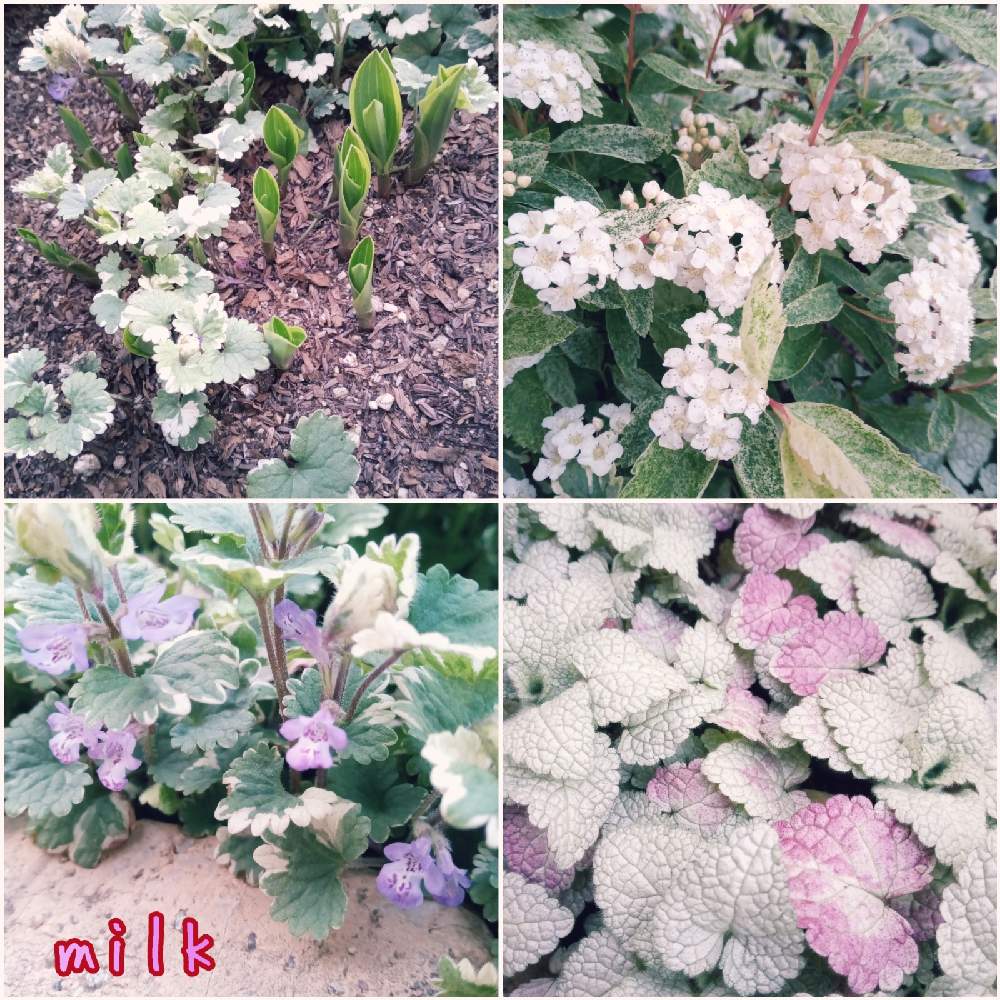 ギボウシの投稿画像 By Milkさん ギボウシ ホスタ とグレコマとラミウムと桜でまり ピンクアイスと寄せ植えとシェードガーデンと斑入りコデマリとグレコマ ヘデラケアと花壇と小さな庭とカラーリーフと寄せ植えとシェードガーデンと花壇とカラーリーフ 22月4月8日