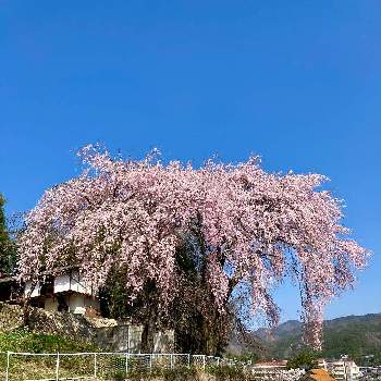 春ですね♡の画像 by ruriさん | 枝垂れ桜と落葉高木と春ですね♡と❤️桜リレー♬と美しい✨✨と阿智村