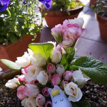 バラ咲きジュリアンの画像 by yuipoさん | 小さな庭とバラ咲きジュリアンとムーミンと春うらら♡といつも心に太陽をと花のある暮らしと目指せグリーンサム