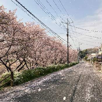  桜吹雪の画像 by たけぞ〜さん | お出かけ先と ユキヤナギと 桜吹雪