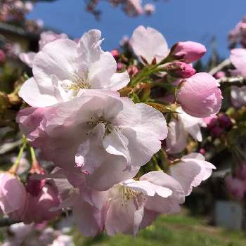 陽光桜の画像 by mokoさん | 畑と陽光桜とさくら サクラ 桜とスマホ撮影とピンクの花と4月と癒しと感謝と桜フォトコン2022と我が家と祈りとありがとうと綺麗と令和4年と可愛いと花のある暮らしとかわいいとiPhone撮影