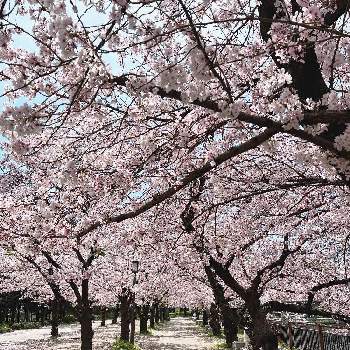記念日の画像 by maaさん | お出かけ先と大阪城とお出かけと記念日とGSに感謝。とお花見とよく歩いたと2022年4月♪とさくら