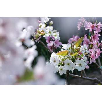 F4.5の画像 by 由美子さん | 小さな庭とナシとモモとLUMIX gf7と夜中にこっそりとF4.5と庭の果樹・果実と金曜キラキラと今日のお花とミラーレス一眼とパナライカ45mmとゆみさんちの果樹・ミニ菜園