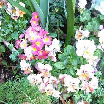 ガーデンシクラメン 寄せ植えの画像 by just joyさん | 小さな庭とプランターとガーデンシクラメン 寄せ植え