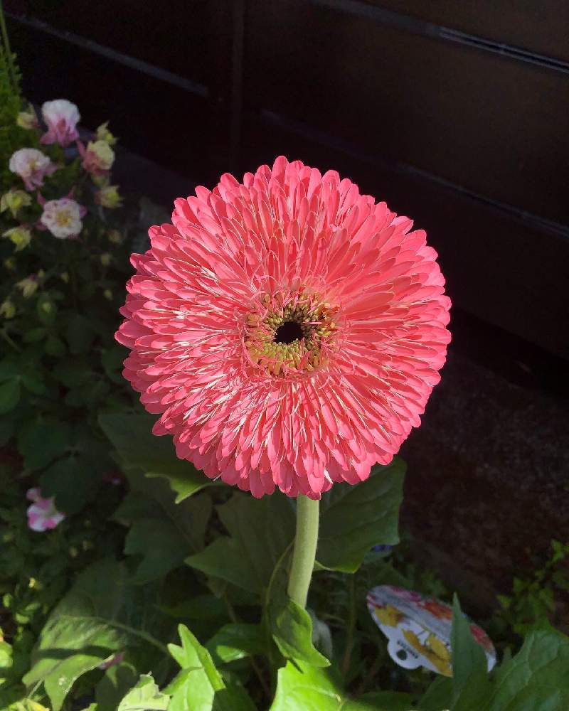 ガーベラパティオの投稿画像 By ピギーさん パティオと癒しとピンクと大きくな れ と大輪ガーベラと鉢植えと可愛いと花のある暮らしと ガーベラ と切り花と小さな庭とパティオと癒しとピンクと大きくな れ と大輪ガーベラと鉢植えと可愛いと花のある暮らしと ガーベラ