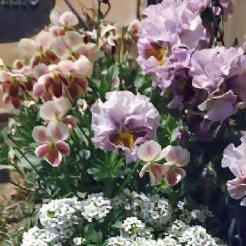 ローブ ドゥ アントワネットの画像 by ウーゲデールさん | 玄関とローブ ドゥ アントワネットと春のお花とビオラ・パンジーと白・しろ・ホワイトと美しいとピンクと明るい色と花いろいろとかわいい