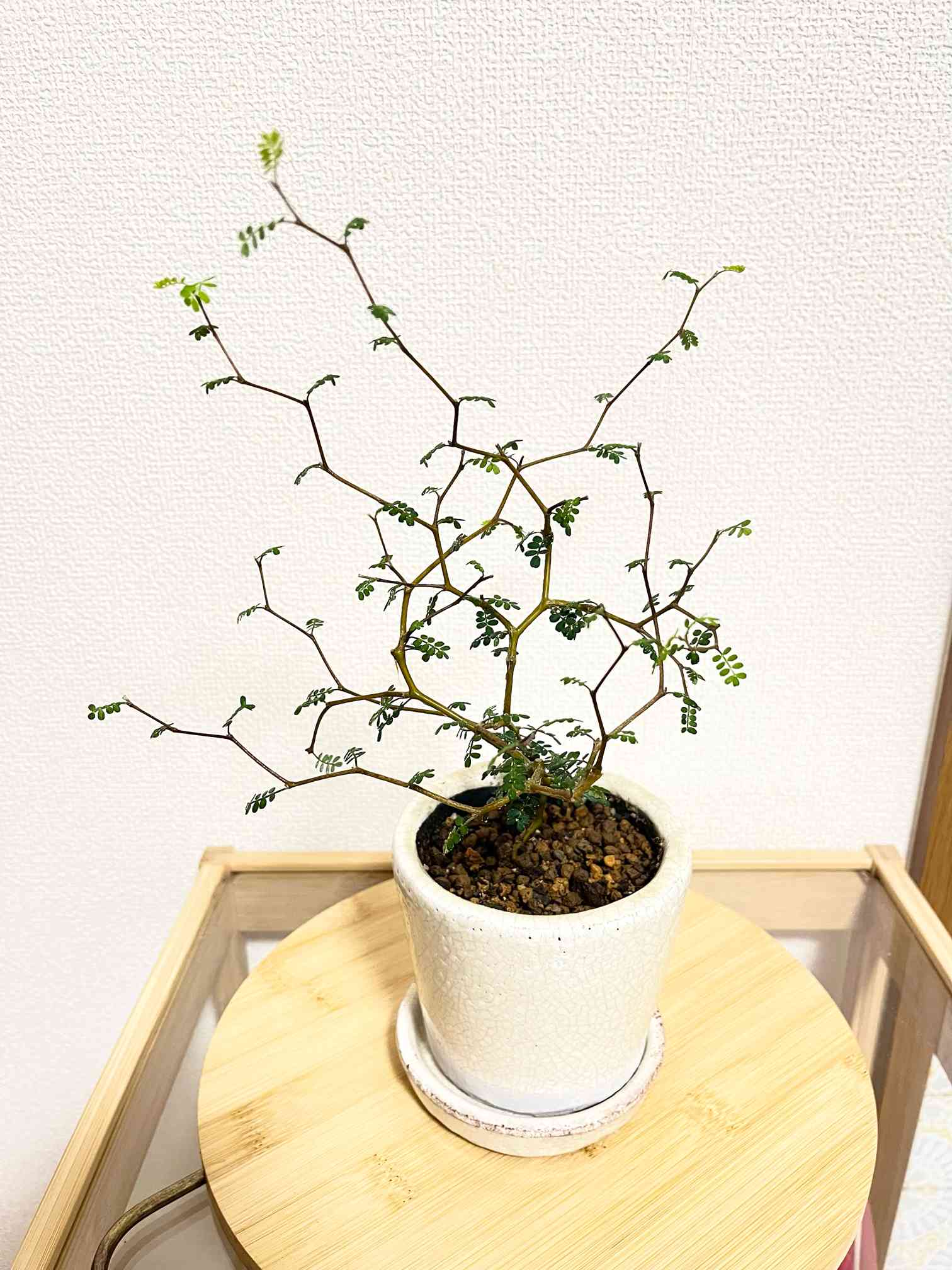 ソフォラ リトルベイビー ハイドロカルチャー そのまま飾れる 観葉植物 A 正しく