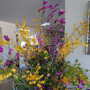職場の花の画像 by そんそんさん | 玄関と春のお花と職場の花と入学式のお花