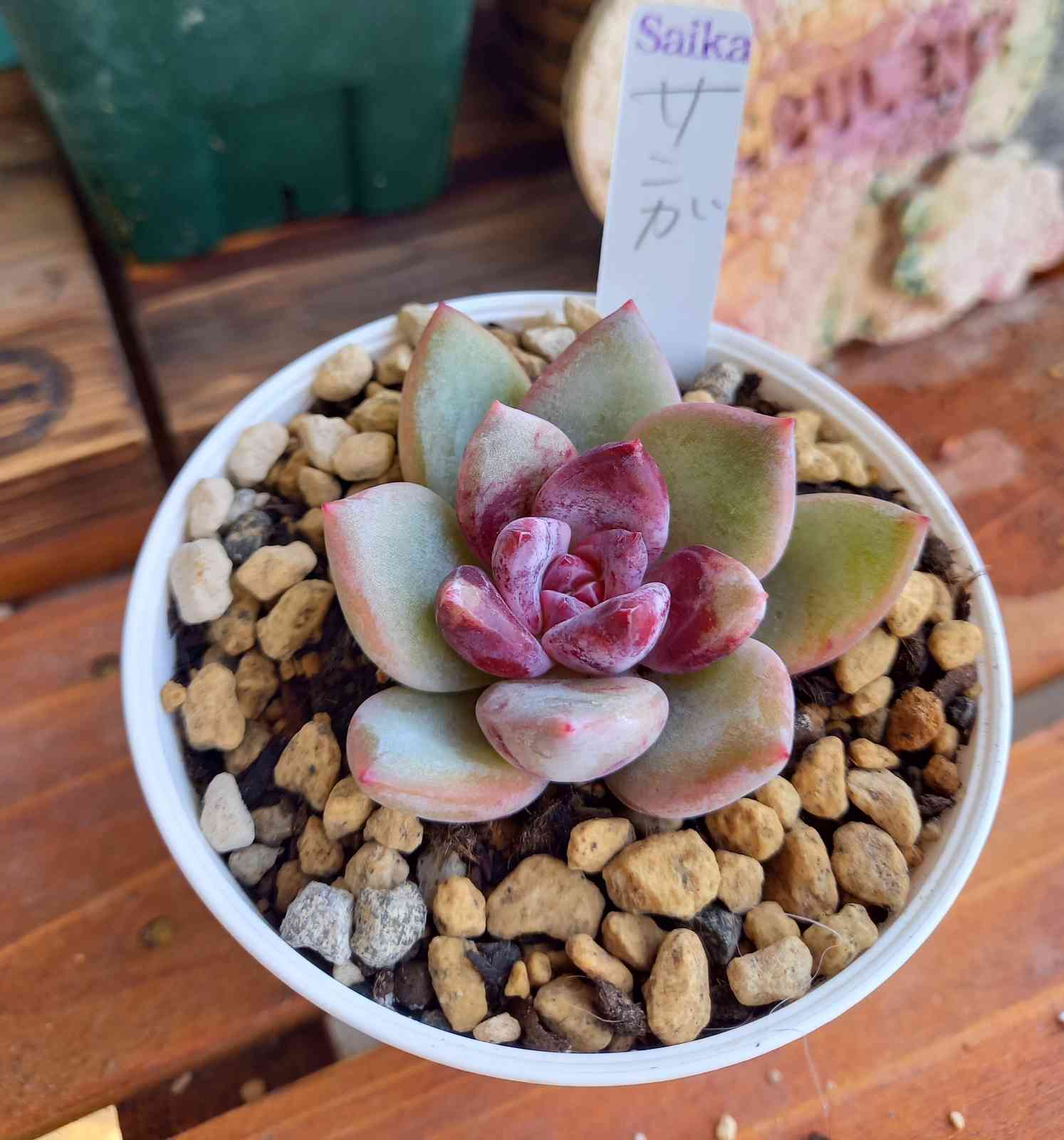 多肉植物   スリョン　韓国苗 多肉植物 スリョン