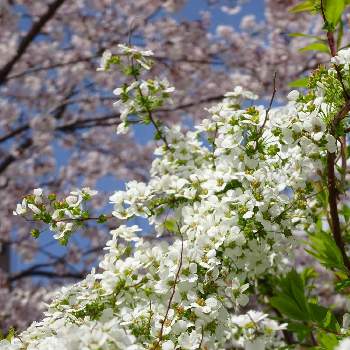 桜ソメイヨシノの画像 by ジェーンさん | お出かけ先とゆきやなぎと桜ソメイヨシノ