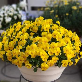 フィオリーナの画像 by トレニアさん | 小さな庭とフィオリーナとおうち園芸と花に癒されと黄色の花と花いろいろと花のある暮らしとかわいいな♡