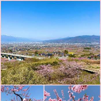 桃の花☆の画像 by eriさん | 桃源郷❤︎と春の訪れと桃の花☆と花のある暮らしと山梨県と桃畑♡