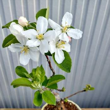  姫リンゴの画像 by Shinoさん | 姫リンゴとひめりんごの花と姫リンゴの花とミニ盆栽と小品盆栽とひめりんごと 姫リンゴ