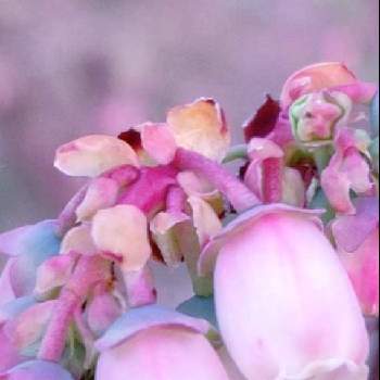 うすピンク色の画像 by CHIEさん | 畑とブルーベリーとご近所さんと果樹とおうち園芸と今日のお花とうすピンク色と꒰ღ˘◡˘ற꒱かわゅ~と綺麗な色♡とかわいい花