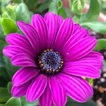 綺麗な花姿の画像 by ゆゆさん | 小さな庭とオステオスペルマム　アスティ紫と花の記録と美人さんと4月の庭と4月の記録と綺麗な花姿と綺麗な色と小さな花