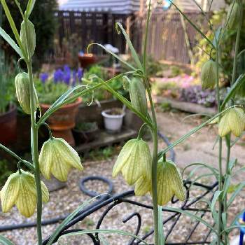 貝母百合の投稿画像一覧 Greensnap グリーンスナップ