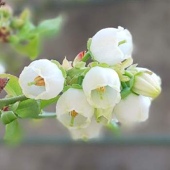 白いお花＊の画像 by オリーブの葉さん | ブルーベリーとブルーベリー♪と❀白の幻想❀と庭のブルーベリーと今日のお花とブルーベリーの花と白いお花＊と白いお花と鉢植えブルーベリーとリンリン♪音楽隊