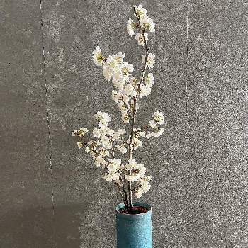 うつわの画像 by TOKINOHA   さん | さくら サクラ 桜と植物のある暮らしと生活に寄り添ううつわとTOKINOHA Ceramic Studioとキレイ☆と芸術的と@tokinoha_kyotoとカッコいい！とうつわ