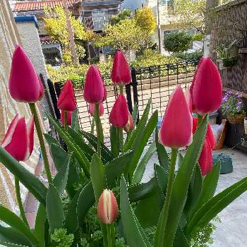 kawaiiの画像 by レベックさん | 小さな庭とおうち園芸と チューリップと緑のある暮らしと美しいと綺麗とkawaiiと花のある暮らしとイマニワ