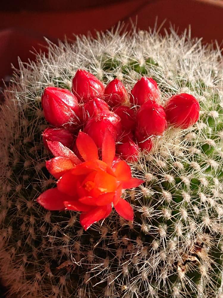 テラスの投稿画像 By マイフラワーさん サボテン と100均と赤い花 と大切な花 と可愛いお花と癒しのお花とサボテン と100均と赤い花 と大切な花 と可愛いお花と癒しのお花 22月4月9日 Greensnap グリーンスナップ Greensnap グリーンスナップ
