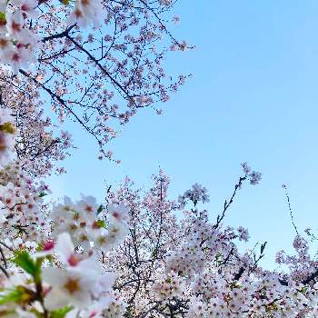 さくら満開の画像 by sato010726さん | お出かけ先とさくら サクラ 桜とさくら満開とさくらとさくらさくら咲け咲けさくらと桜フォトコン2022