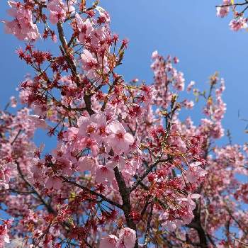 陽光桜の画像 by 池と堀さん | 陽光桜とサイクリングと新川沿い