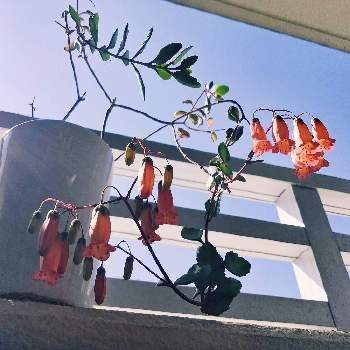 カランコエ テッサ,多肉植物,鉢植え,花のある暮らし,みどりのある暮らしの画像