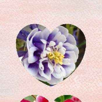 八重咲き西洋オダマキの画像 by レモンさん | 小さな庭と可愛い♡と八重咲き西洋オダマキといやし♡とおうち園芸