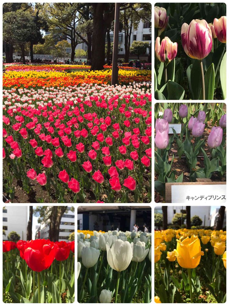 あきらさんの横浜公園への投稿