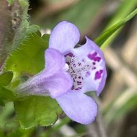 カキドオシ,ハーブ,山野草,シソ科,里山の画像