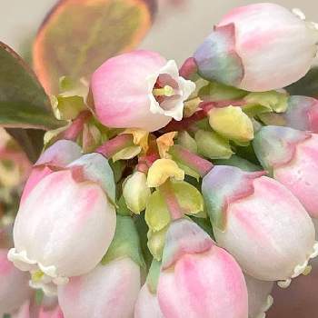 果物の花の投稿画像一覧 Greensnap グリーンスナップ