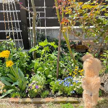 犬のいる暮らしの画像 by Half moon  さん | 小さな庭とマイガーデンと小さな庭♡と犬のいる暮らしと春の花壇と癒し…♡と花のある暮らしと可愛い♡