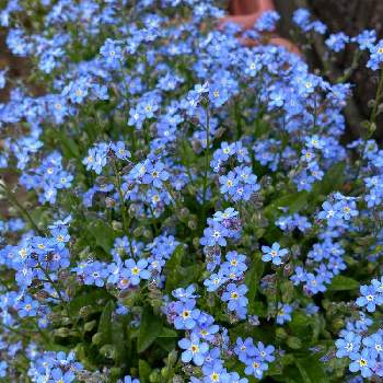 色が好きの画像 by poponさん | 小さな庭と忘れな草と元気いっぱいと春のお花と色が好きともりもり増えてと癒されると花のある暮らしとブルーの花とかわいいな♡と花が好きとプランター植え