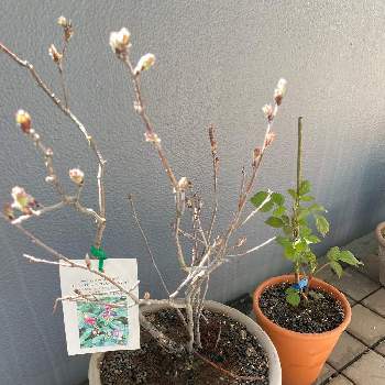 実がなる木の画像 by ユキコさん | バルコニー/ベランダとジューンベリーとラズベリーと実がなる木