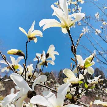 こんにちは❤の画像 by のばらさん | 土曜はお空の発表会と辛夷の花*ととなりの苗木畑と❤️M.family❤️とこんにちは❤と白いお花と福島からのエール