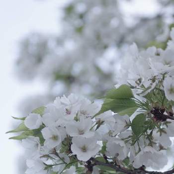 オールドレンズの画像 by *＊ya＊*さん | お出かけ先と大島桜と今日の一枚とお写んぽとオールドレンズ