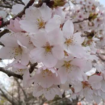 桜ソメイヨシノの画像 by まつさん | お出かけ先と桜ソメイヨシノと公園と春のはなと 桜の花