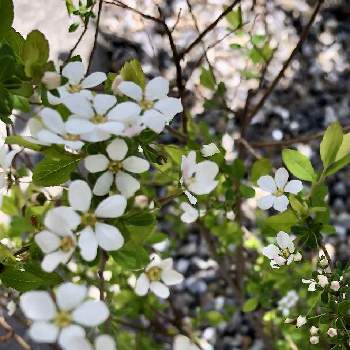 春の花木の画像 by みちさん | お出かけ先と ユキヤナギと春の庭と春の花木と白いお花と春の花壇
