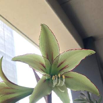 アマリリス球根の投稿画像一覧 Greensnap グリーンスナップ