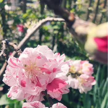 実がなるの画像 by ウズさん | 小さな庭と源平桃とハナモモと濃いピンク色と負けないで！とピンクの花と新型コロナウィルスに負けるなと花木と#最前線のあなたへと実がなる