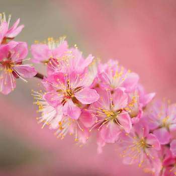 庭梅の投稿画像一覧 Greensnap グリーンスナップ