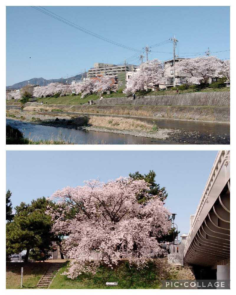 京都鴨川散歩 出町柳から北大路半木の道 Greensnap グリーンスナップ