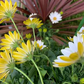 オステオスペルマム キララの画像 by あっちゃんさん | 小さな庭とオステオスペルマム キララと白い花と美しいと輝いてるね♪と明るい花色