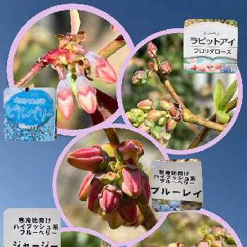 ♡感謝♡の画像 by 和み＊♪〜♪さん | 小さな庭と幸せ♡と今日のお花と鉢植えブルーベリーと♡感謝♡とGSミニモニ。